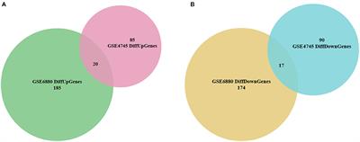 Identification and Analysis of Hub Genes in Diabetic Cardiomyopathy: Potential Role of Cytochrome P450 1A1 in Mitochondrial Metabolism and STZ-Induced Myocardial Dysfunction
